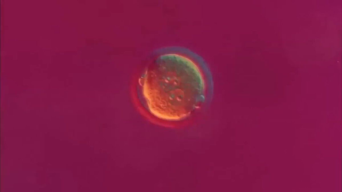 Human Development in Two Minutes by David Barlow