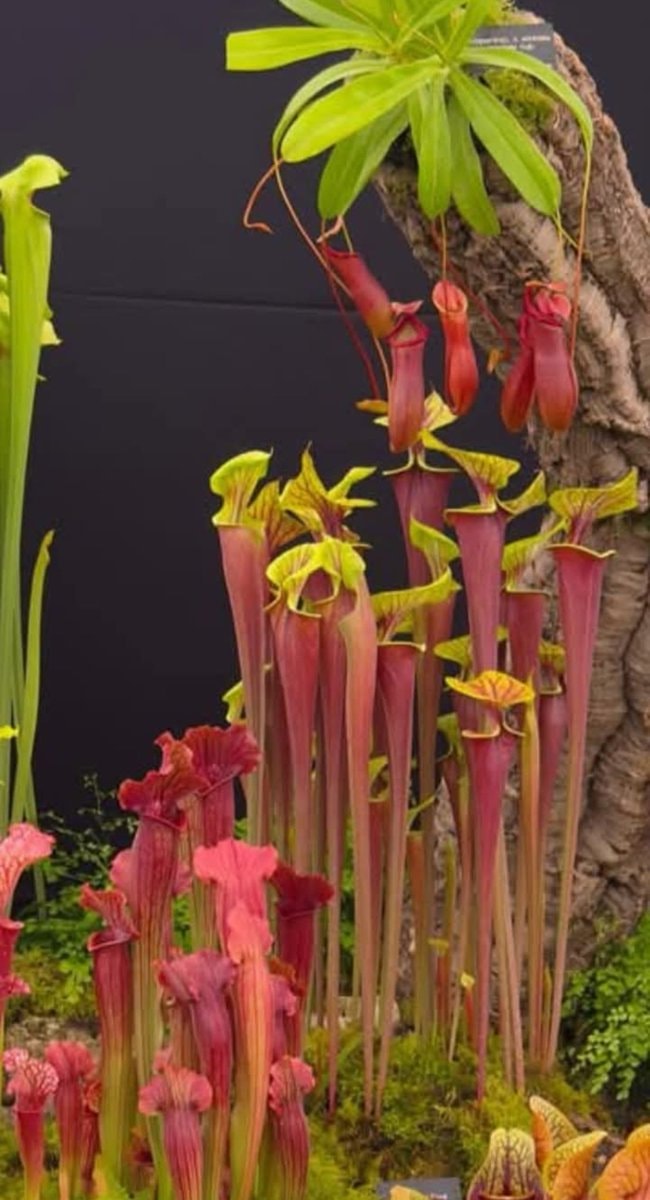 Pitcher plant with red-rimmed blooms (photo 3 of 3)