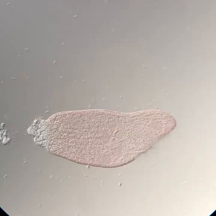 single cell time-lapse death