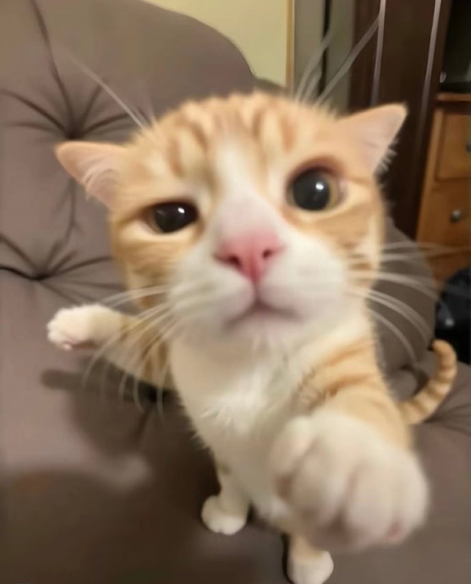 cat reaching out cat reaching out