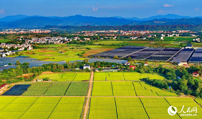 Ruijin late rice harvest views