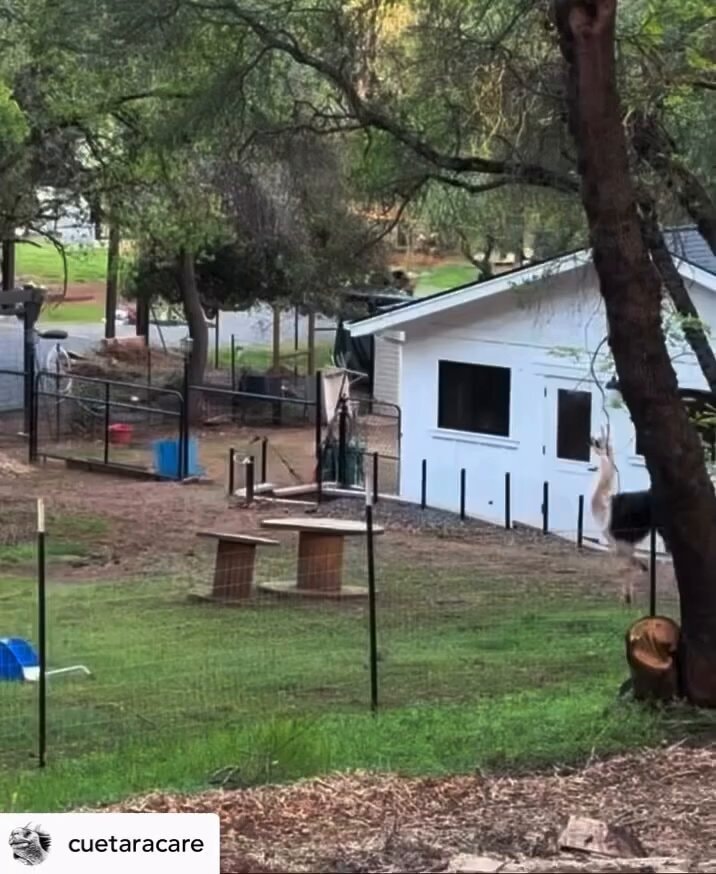 Llamas in the yard