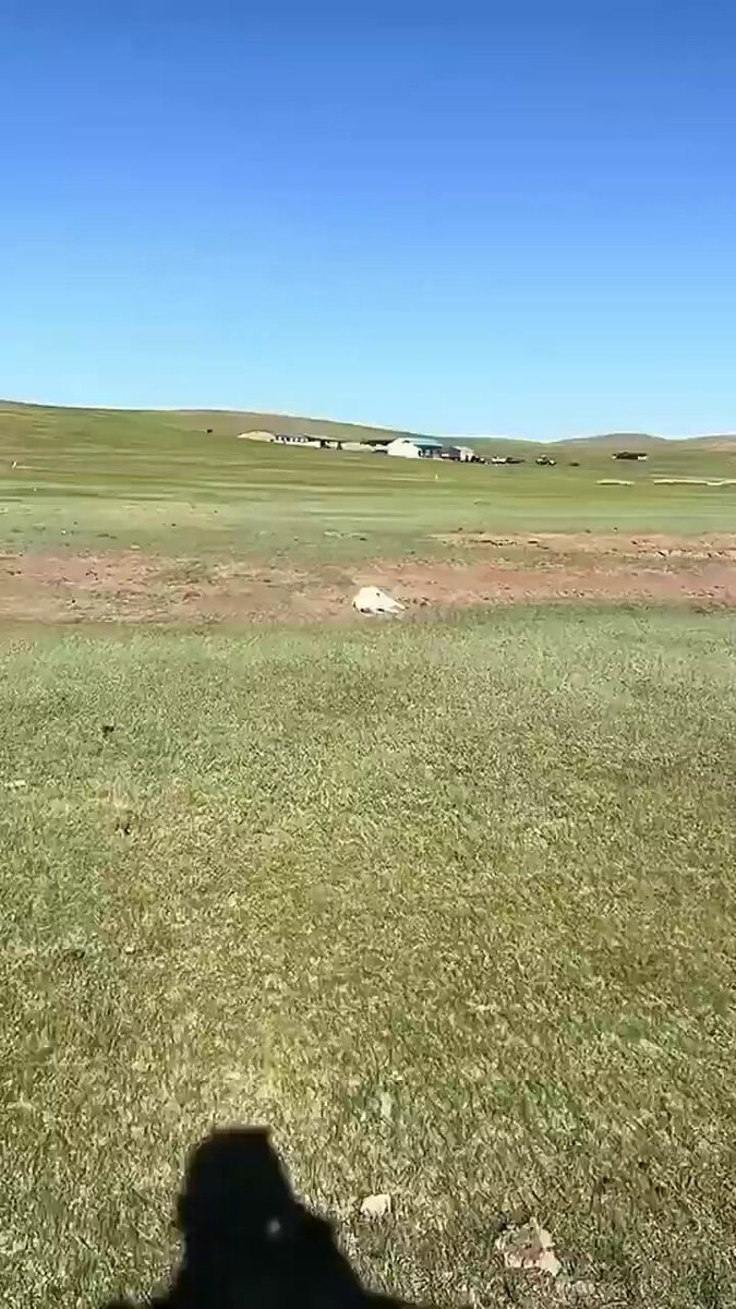 goat sleeps as herd leaves