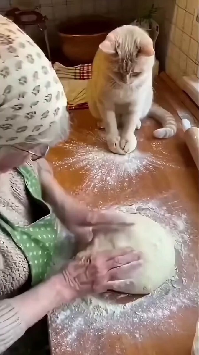 Grandma's most purr-fessional baking assistant
