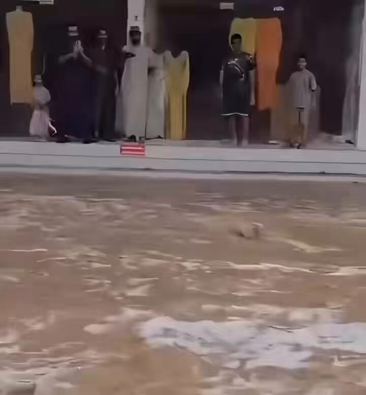 Oman flood rescue cat