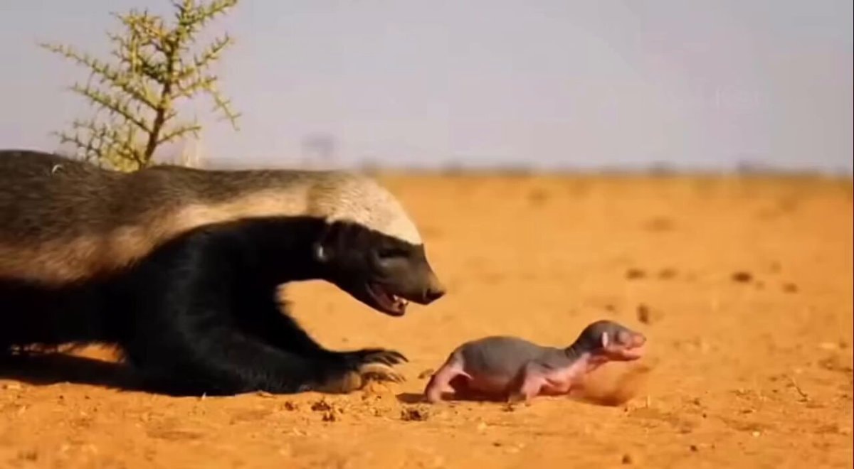 Honey badger vs Verreaux's eagle