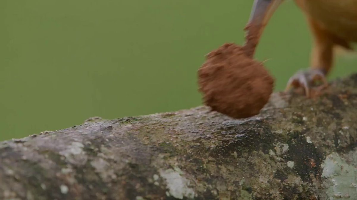 Bird builds rainproof mud nest