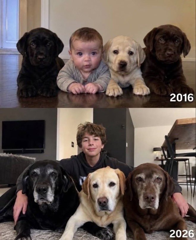 Baby and puppies then and now