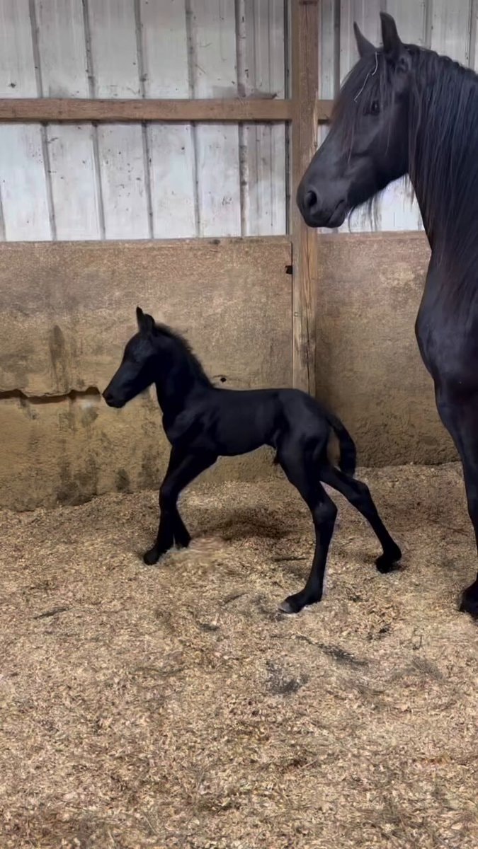 foal glow up