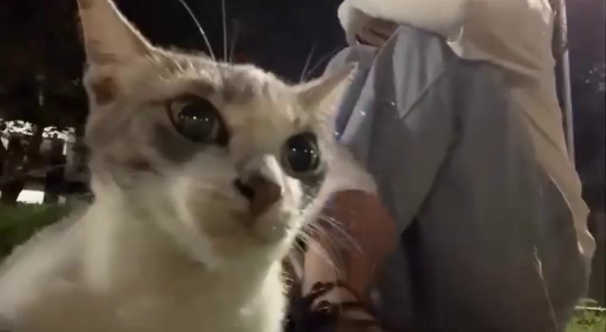 cat thinking about impossible sleep schedule cat thinking about impossible sleep schedule