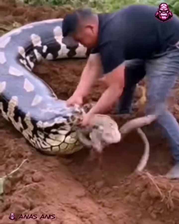 10 animal attacks caught on camera 10 animal attacks caught on camera