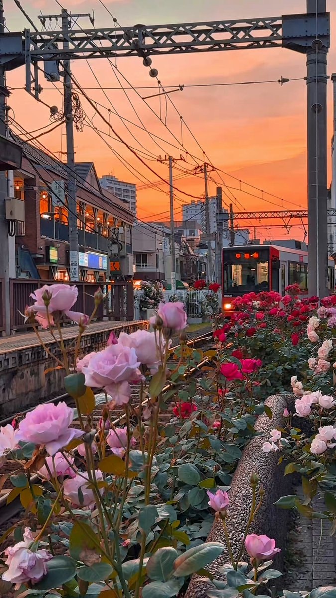 Tokyo Japan roses sunset ๐น