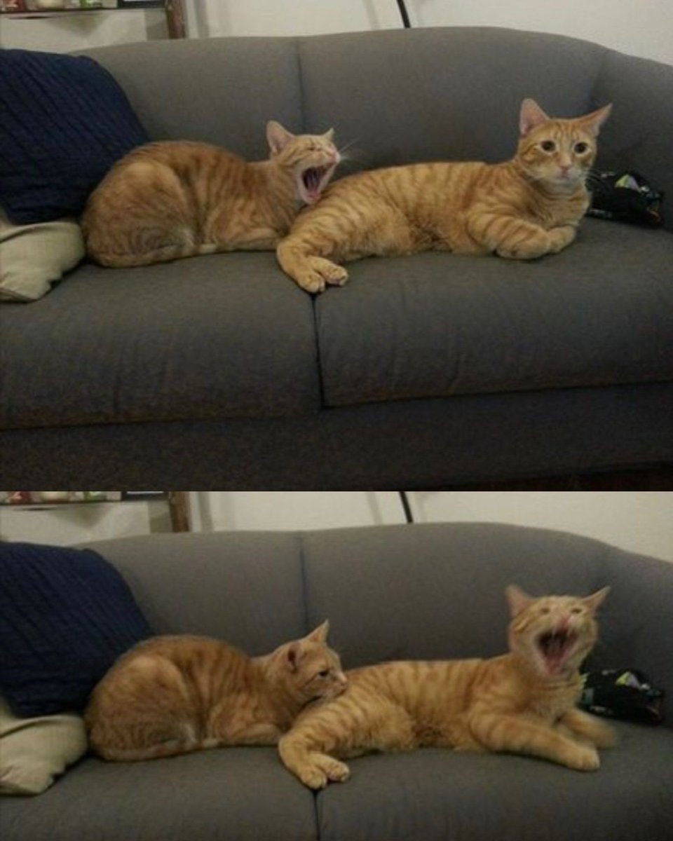 Two orange tabby cats on gray couch Two orange tabby cats on gray couch