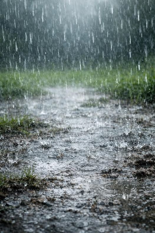 Humans smell rain better than sharks smell blood (photo 2 of 2)