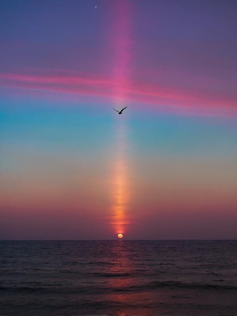 Bird flying over sunset ocean Bird flying over sunset ocean