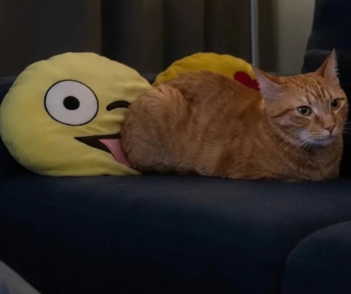 orange tabby taco cat