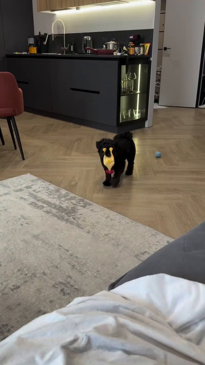 dog chewing chicken toy