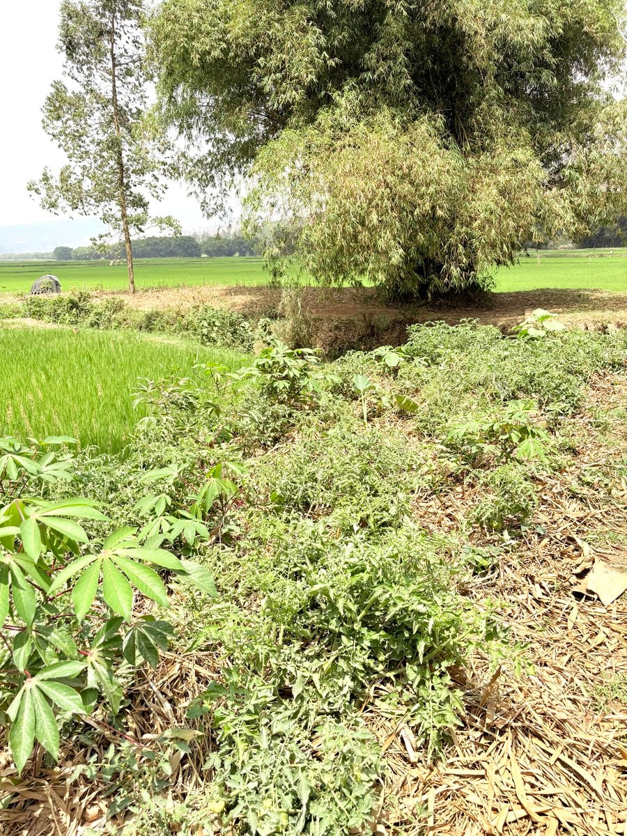 tomato garden near rice swamp