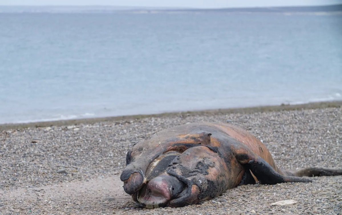 southern right whale calf deaths Argentina (photo 2 of 4) southern right whale calf deaths Argentina (photo 2 of 4)