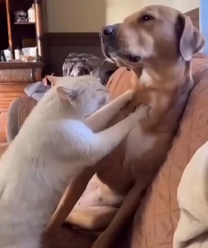Cat aligning dog laryngeal chakra