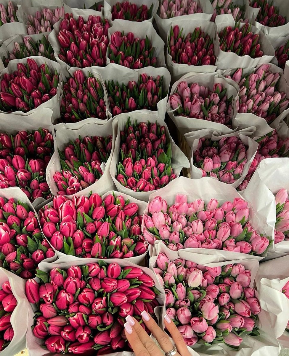 pink roses in a car (photo 4 of 4)