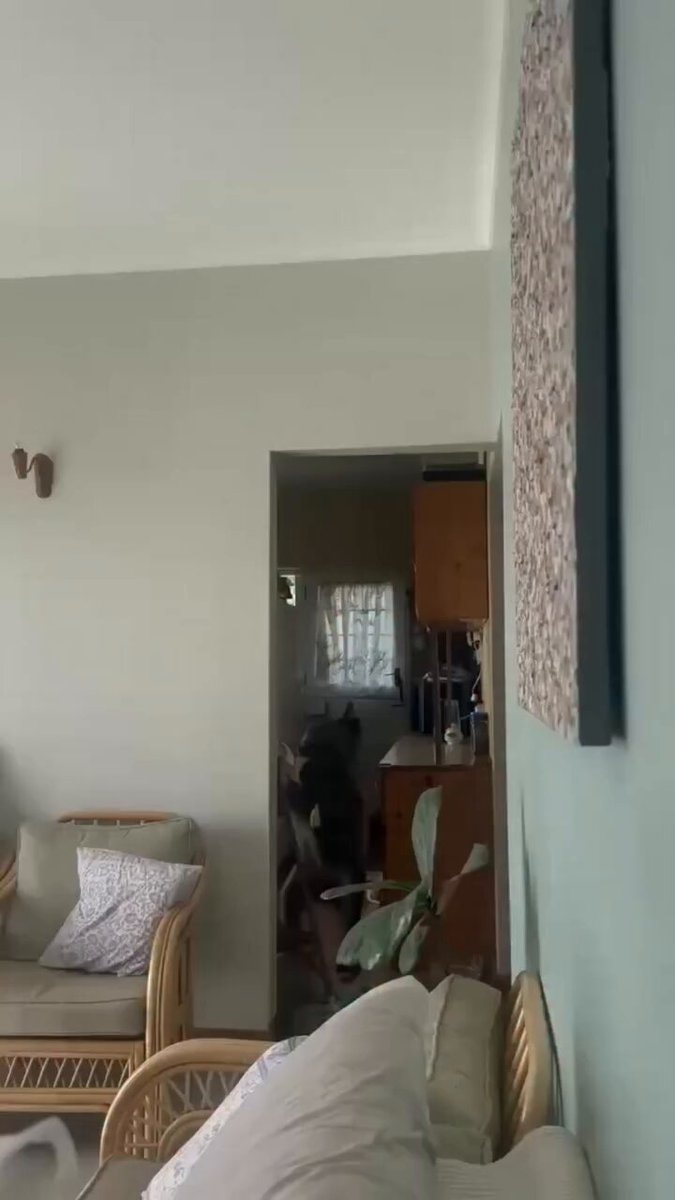 Dog in room with apple