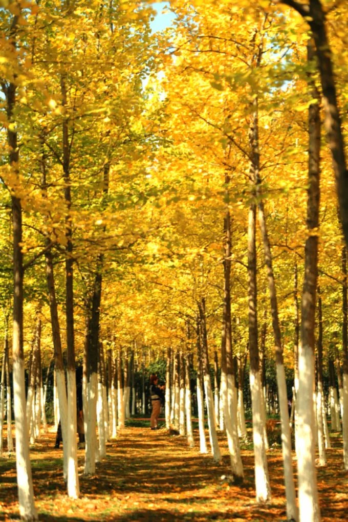 Jiangxi ginkgo season