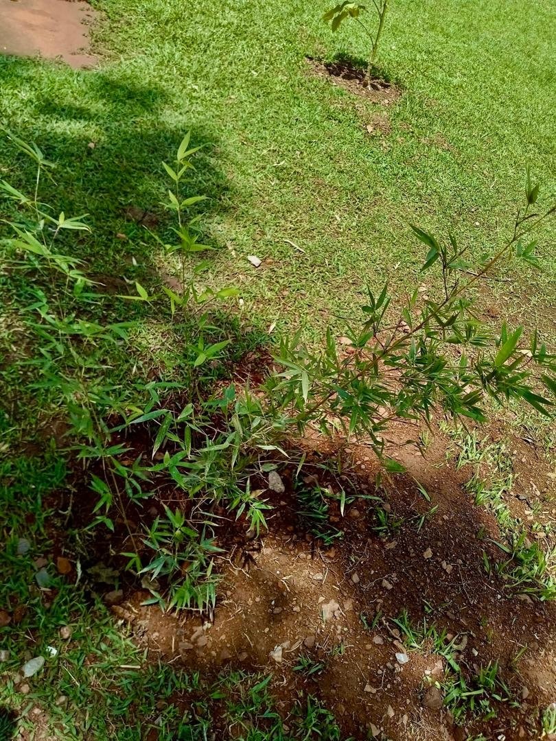 Bamboo as food source