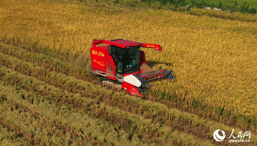 Harvest season in Yongshan Village, Yongxiu (photo 3 of 4)