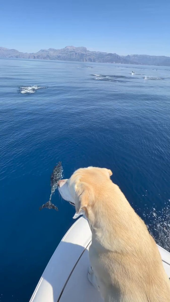 Golden Retriever on Boat with Dolphins