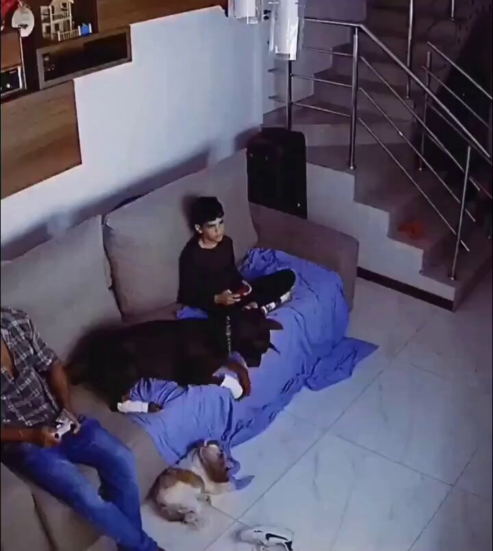 thoughtful dog brings friend his bed