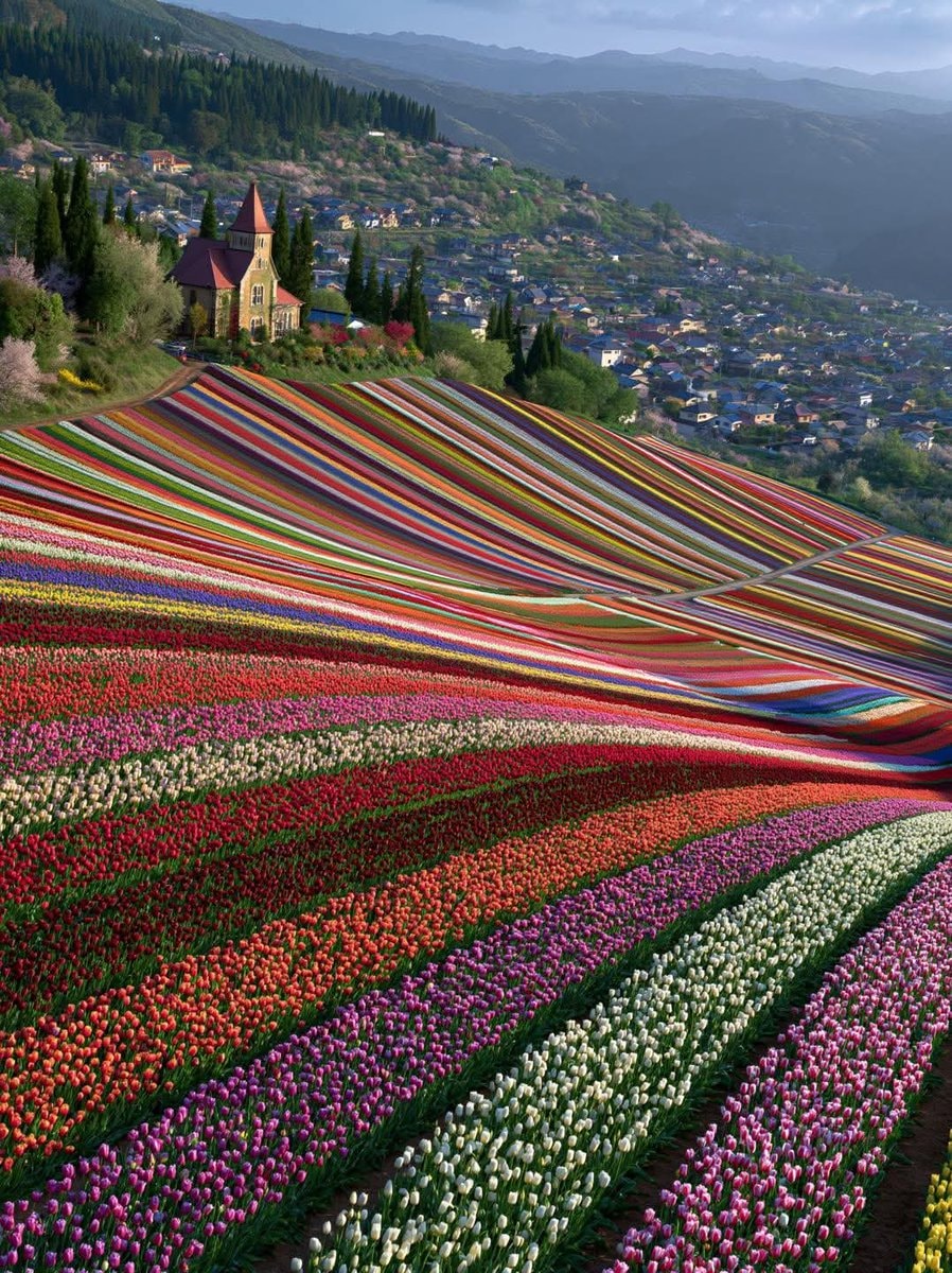 Furano Hokkaido tulip fields in spring