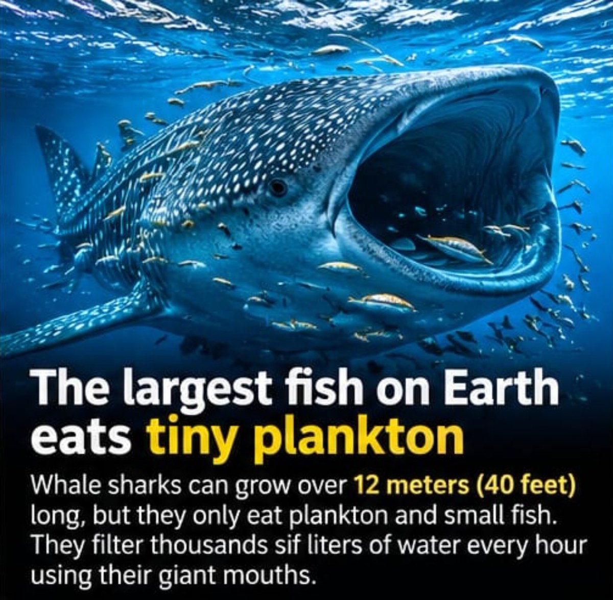 Whale shark feeding on plankton