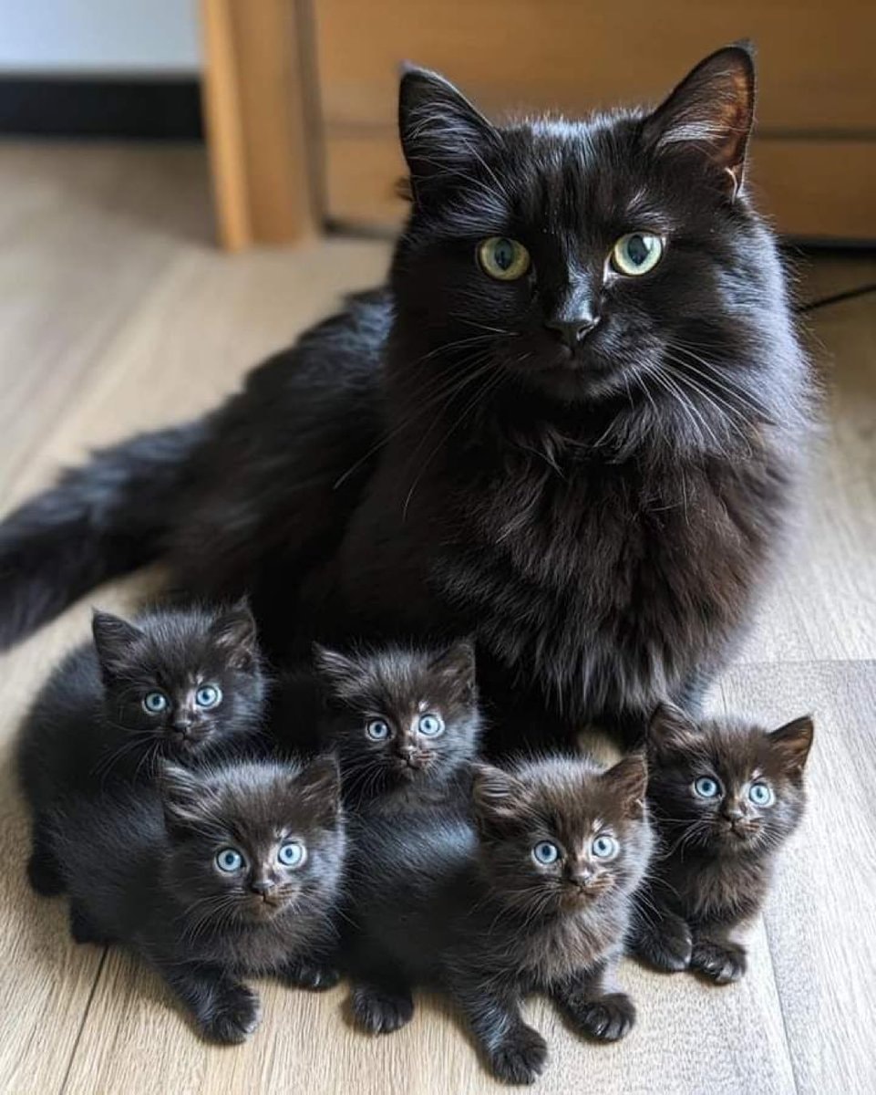 black cat and kittens with blue eyes black cat and kittens with blue eyes