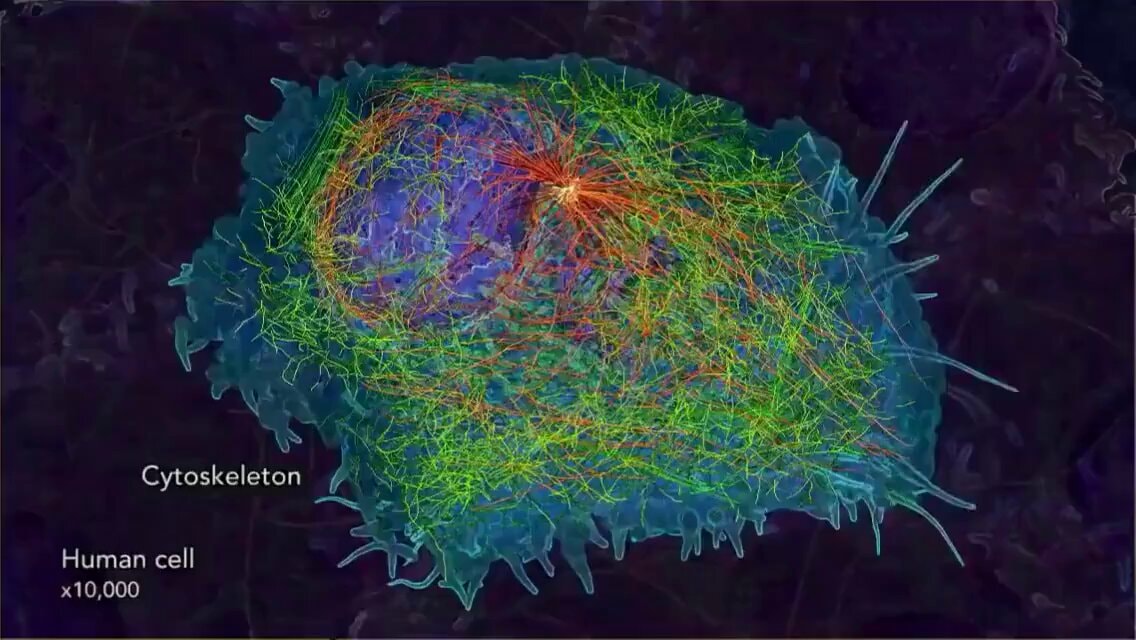 Cytoskeleton human cell x10,000