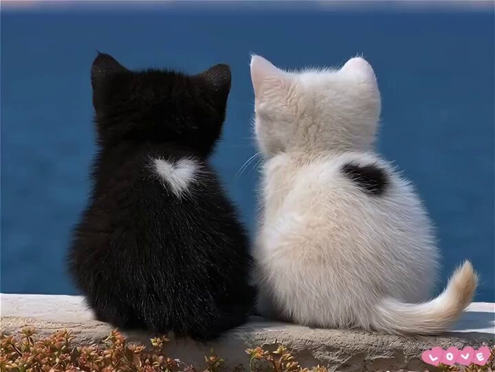 Kittens with heart markings