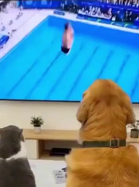cat and dog watching diving