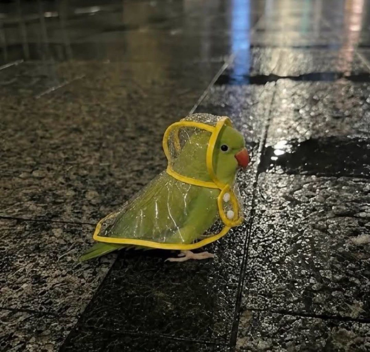 green parrot in raincoat