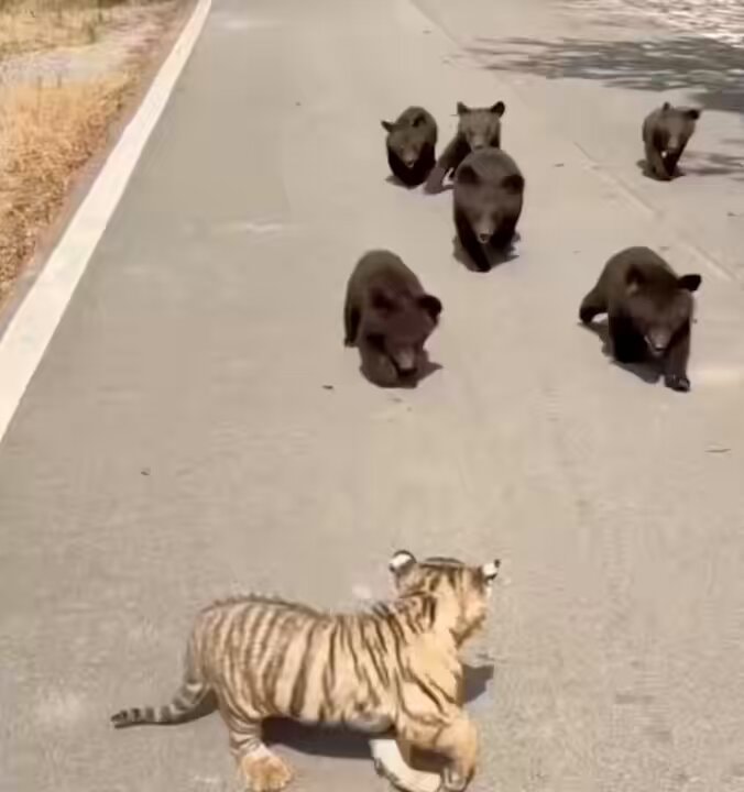 baby tiger with orphaned bears
