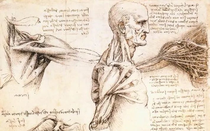 Leonardo Da Vinci shoulder anatomy 1510