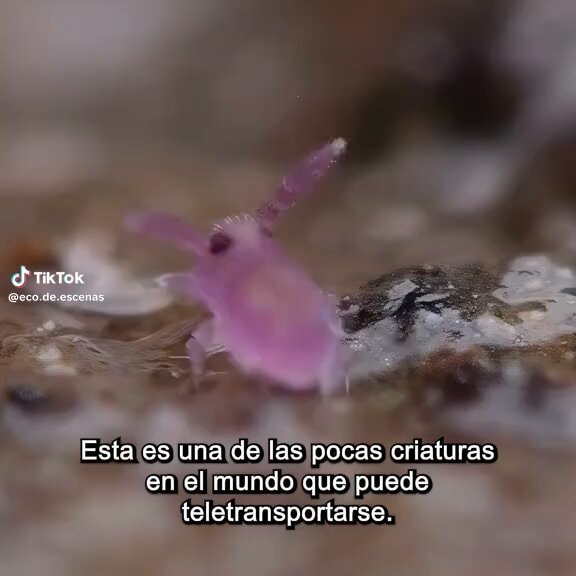 globular springtail teleportation