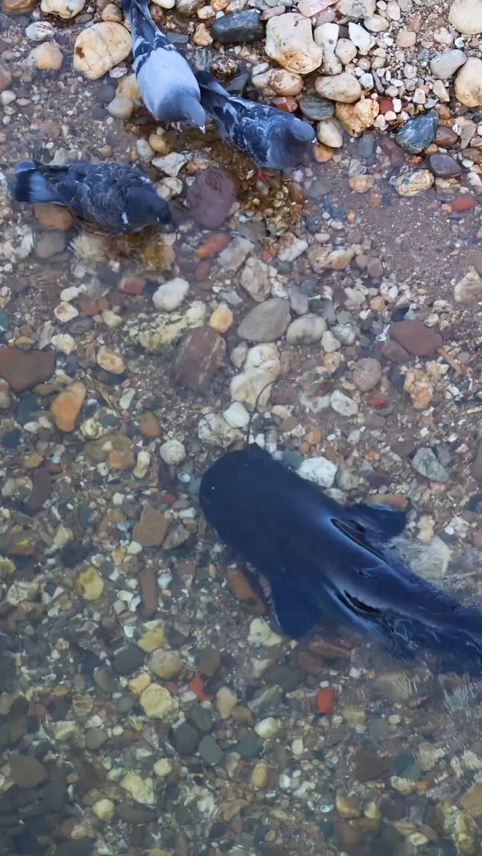 catfish attacks pigeon