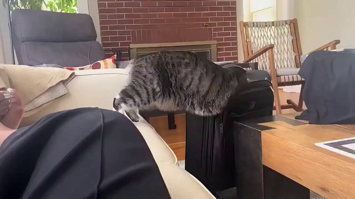 Cat climbing suitcase cartoon moment