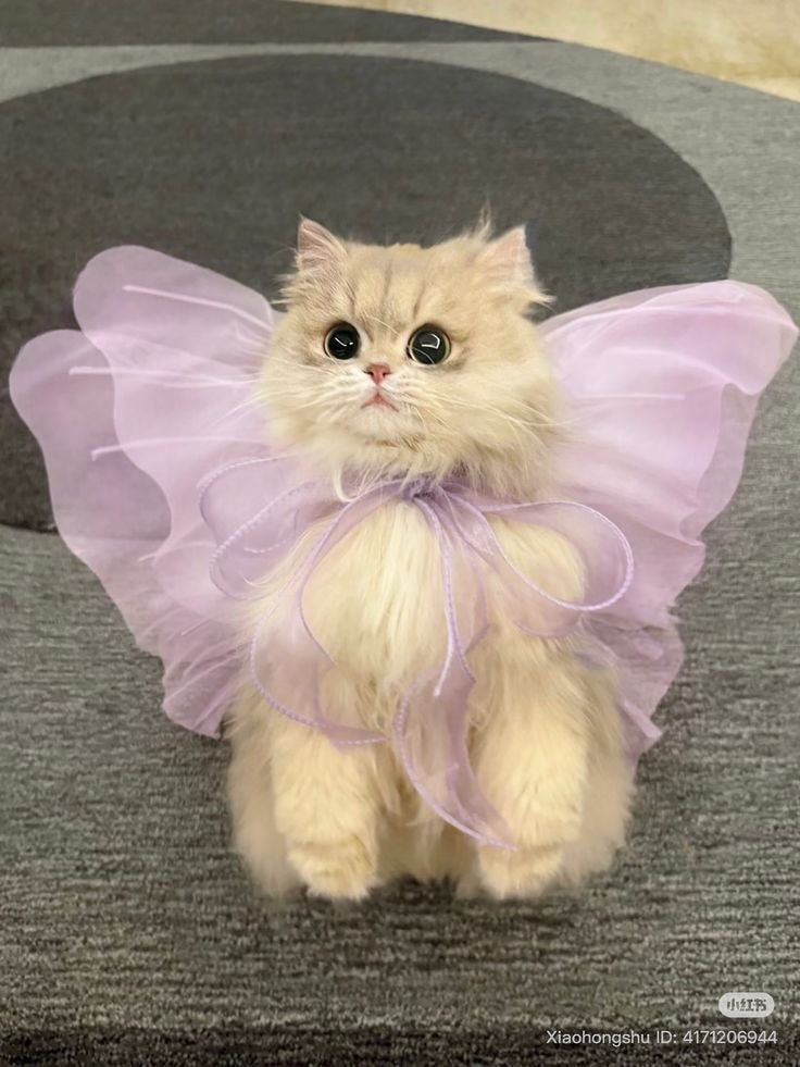 Cat in lavender tulle butterfly wings