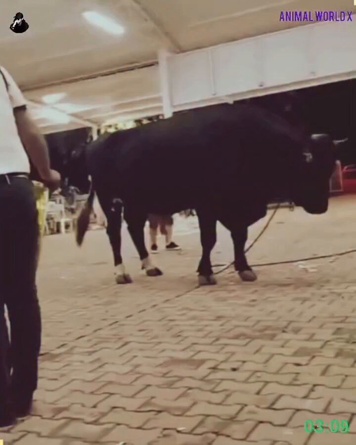 animals attacking other animals