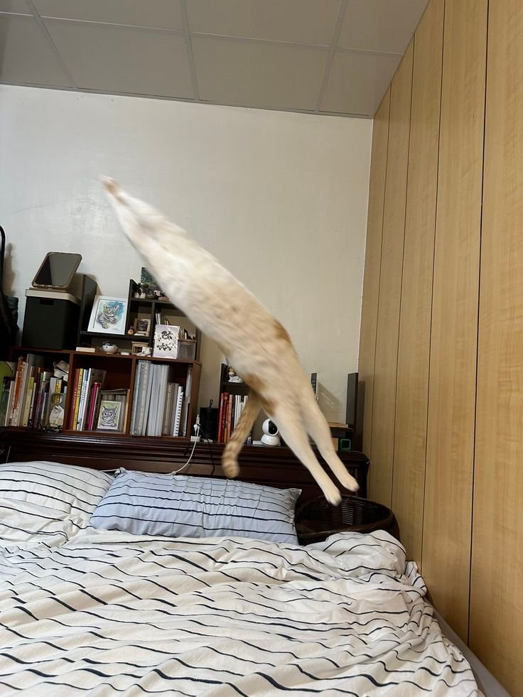 cat mid-air jump