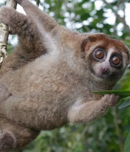 Bangka slow loris rediscovered