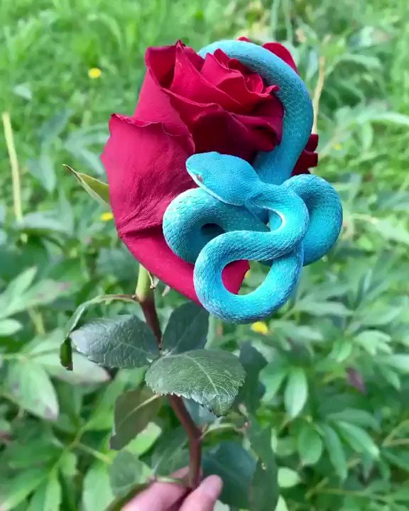 Blue white-lipped pit viper