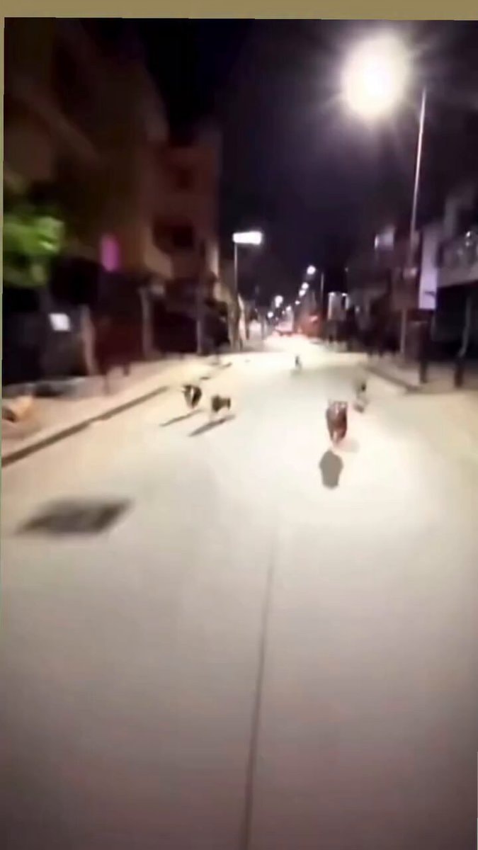 dogs running down a street at night