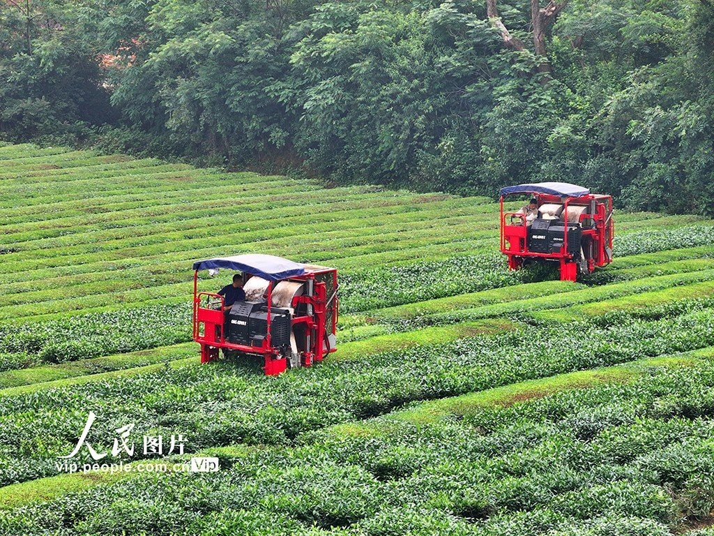 Jiangxi Taihe County Tea Harvest (photo 4 of 4)
